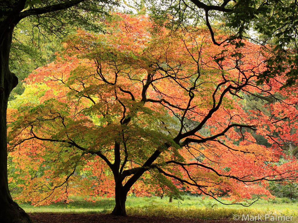 Westonbirt in autumn